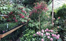 Other specimen plants to admire