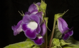 2019 Convention New World Gesneriads in Flower – Tuberous Class 1 Sinningia speciosa species 2019 Convention New World Gesneriads in Flower – Tuberous Class 1 Sinningia speciosa species