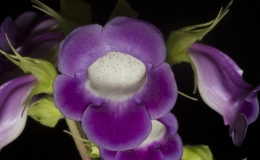2019 Convention New World Gesneriads in Flower – Tuberous Class 1 Sinningia speciosa species 2019 Convention New World Gesneriads in Flower – Tuberous Class 1 Sinningia speciosa species