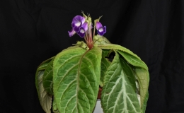 2019 Convention New World Gesneriads in Flower – Tuberous Class 1 Sinningia speciosa species 2019 Convention New World Gesneriads in Flower – Tuberous Class 1 Sinningia speciosa species