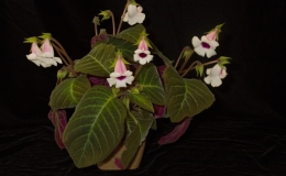2019 Convention New World Gesneriads in Flower – Tuberous Class 2 Sinningia speciosa cultivars 2019 Convention New World Gesneriads in Flower – Tuberous Class 2 Sinningia speciosa cultivars