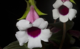 2019 Convention New World Gesneriads in Flower – Tuberous Class 2 Sinningia speciosa cultivars 2019 Convention New World Gesneriads in Flower – Tuberous Class 2 Sinningia speciosa cultivars