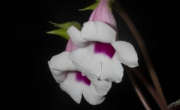 2019 Convention New World Gesneriads in Flower – Tuberous Class 2 Sinningia speciosa cultivars 2019 Convention New World Gesneriads in Flower – Tuberous Class 2 Sinningia speciosa cultivars