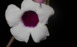 2019 Convention New World Gesneriads in Flower – Tuberous Class 2 Sinningia speciosa cultivars 2019 Convention New World Gesneriads in Flower – Tuberous Class 2 Sinningia speciosa cultivars