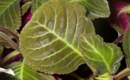 2019 Convention New World Gesneriads in Flower – Tuberous Class 2 Sinningia speciosa cultivars 2019 Convention New World Gesneriads in Flower – Tuberous Class 2 Sinningia speciosa cultivars