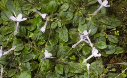 2019 Convention New World Gesneriads in Flower – Tuberous Class 3 Microminiature Sinningia species and cultivars BEST IN SECTION A – NEW WORLD TUBEROUS GESNERIAD IN FLOWER 2019 Convention New World Gesneriads in Flower – Tuberous Class 3 Microminiature Sinningia species and cultivars BEST IN SECTION A – NEW WORLD TUBEROUS GESNERIAD IN FLOWER