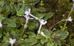 2019 Convention New World Gesneriads in Flower – Tuberous Class 3 Microminiature Sinningia species and cultivars BEST IN SECTION A – NEW WORLD TUBEROUS GESNERIAD IN FLOWER 2019 Convention New World Gesneriads in Flower – Tuberous Class 3 Microminiature Sinningia species and cultivars BEST IN SECTION A – NEW WORLD TUBEROUS GESNERIAD IN FLOWER