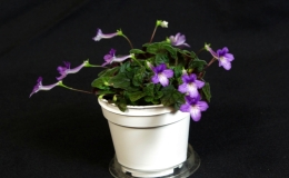 2019 Convention New World Gesneriads in Flower – Tuberous Class 3 Microminiature Sinningia species and cultivars 2019 Convention New World Gesneriads in Flower – Tuberous Class 3 Microminiature Sinningia species and cultivars
