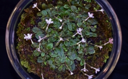 2019 Convention New World Gesneriads in Flower – Tuberous Class 3 Microminiature Sinningia species and cultivars BEST IN SECTION A – NEW WORLD TUBEROUS GESNERIAD IN FLOWER 2019 Convention New World Gesneriads in Flower – Tuberous Class 3 Microminiature Sinningia species and cultivars BEST IN SECTION A – NEW WORLD TUBEROUS GESNERIAD IN FLOWER