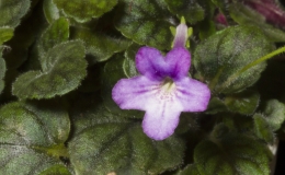 2019 Convention New World Gesneriads in Flower – Tuberous Class 3 Microminiature Sinningia species and cultivars 2019 Convention New World Gesneriads in Flower – Tuberous Class 3 Microminiature Sinningia species and cultivars