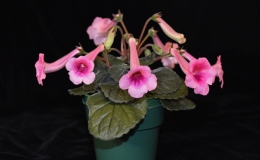 2019 Convention New World Gesneriads in Flower – Tuberous Class 4 Miniature Sinningia species and cultivars 2019 Convention New World Gesneriads in Flower – Tuberous Class 4 Miniature Sinningia species and cultivars
