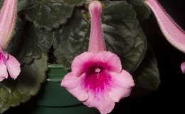 2019 Convention New World Gesneriads in Flower – Tuberous Class 4 Miniature Sinningia species and cultivars 2019 Convention New World Gesneriads in Flower – Tuberous Class 4 Miniature Sinningia species and cultivars