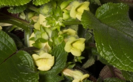 2019 Convention New World Gesneriads in Flower – Tuberous Class 5A Other Sinningia species (tall) BEST SCENTED GESNERIAD 2019 Convention New World Gesneriads in Flower – Tuberous Class 5A Other Sinningia species (tall) BEST SCENTED GESNERIAD