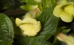 2019 Convention New World Gesneriads in Flower – Tuberous Class 5A Other Sinningia species (tall) BEST SCENTED GESNERIAD 2019 Convention New World Gesneriads in Flower – Tuberous Class 5A Other Sinningia species (tall) BEST SCENTED GESNERIAD