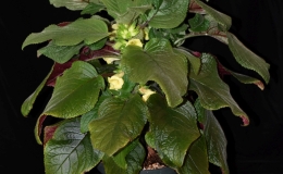 2019 Convention New World Gesneriads in Flower – Tuberous Class 5A Other Sinningia species (tall) BEST SCENTED GESNERIAD 2019 Convention New World Gesneriads in Flower – Tuberous Class 5A Other Sinningia species (tall) BEST SCENTED GESNERIAD