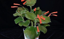 2019 Convention New World Gesneriads in Flower – Tuberous Class5B Other Sinningia species (compact) 2019 Convention New World Gesneriads in Flower – Tuberous Class5B Other Sinningia species (compact)