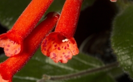 2019 Convention New World Gesneriads in Flower – Tuberous Class5B Other Sinningia species (compact) 2019 Convention New World Gesneriads in Flower – Tuberous Class5B Other Sinningia species (compact)