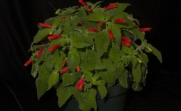 2019 Convention New World Gesneriads in Flower – Tuberous Class 6 Other Sinningia cultivars BEST SINNINGIA 2019 Convention New World Gesneriads in Flower – Tuberous Class 6 Other Sinningia cultivars BEST SINNINGIA