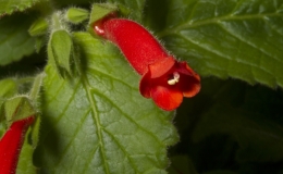2019 Convention New World Gesneriads in Flower – Tuberous Class 6 Other Sinningia cultivars BEST SINNINGIA 2019 Convention New World Gesneriads in Flower – Tuberous Class 6 Other Sinningia cultivars BEST SINNINGIA