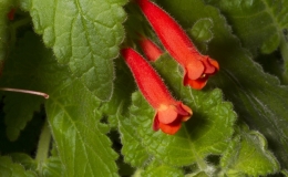 2019 Convention New World Gesneriads in Flower – Tuberous Class 6 Other Sinningia cultivars BEST SINNINGIA 2019 Convention New World Gesneriads in Flower – Tuberous Class 6 Other Sinningia cultivars BEST SINNINGIA