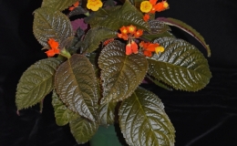 2019 Convention New World Gesneriads in Flower – Tuberous Class 7 Other tuberous gesneriads 2019 Convention New World Gesneriads in Flower – Tuberous Class 7 Other tuberous gesneriads