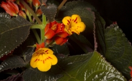 2019 Convention New World Gesneriads in Flower – Tuberous  Class 7 Other tuberous gesneriads