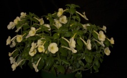 2019 Convention New World Gesneriads in Flower – Rhizomatous Class 8 Achimenes, ×Achimenantha BEST ACHIMENES