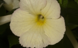 2019 Convention New World Gesneriads in Flower – Rhizomatous Class 8 Achimenes, ×Achimenantha BEST ACHIMENES