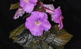 2019 Convention New World Gesneriads in Flower – Rhizomatous Class 8 Achimenes, ×Achimenantha