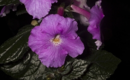 2019 Convention New World Gesneriads in Flower – Rhizomatous Class 8 Achimenes, ×Achimenantha