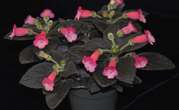 2019 Convention New World Gesneriads in Flower – Rhizomatous Class 9A Kohleria (pink) BEST IN SECTION B – NEW WORLD RHIZOMATOUS  GESNERIAD IN FLOWER BEST BRANDON ERIKSON HYBRID