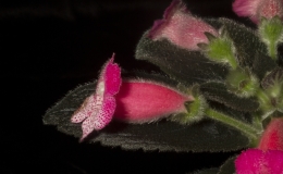 2019 Convention New World Gesneriads in Flower – Rhizomatous Class 9A Kohleria (pink) BEST IN SECTION B – NEW WORLD RHIZOMATOUS  GESNERIAD IN FLOWER BEST BRANDON ERIKSON HYBRID