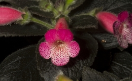 2019 Convention New World Gesneriads in Flower – Rhizomatous Class 9A Kohleria (pink) BEST IN SECTION B – NEW WORLD RHIZOMATOUS  GESNERIAD IN FLOWER BEST BRANDON ERIKSON HYBRID