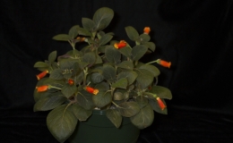 2019 Convention New World Gesneriads in Flower – Rhizomatous Class 9B Kohleria (other) BEST PERIDOTS HYBRID