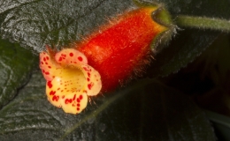 2019 Convention New World Gesneriads in Flower – Rhizomatous Class 9B Kohleria (other) BEST PERIDOTS HYBRID