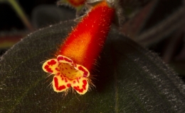 2019 Convention New World Gesneriads in Flower – Rhizomatous Class 9B Kohleria (other) BEST KOHLERIA