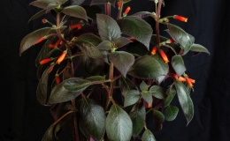 2019 Convention New World Gesneriads in Flower – Rhizomatous Class 9B Kohleria (other) BEST KOHLERIA