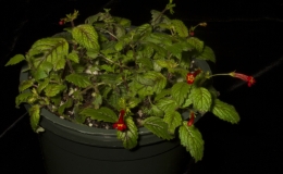2019 Convention New World Gesneriads in Flower – Rhizomatous Class 12 Other rhizomatous gesneriads less than 5" in all dimensions