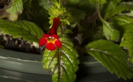 2019 Convention New World Gesneriads in Flower – Rhizomatous Class 12 Other rhizomatous gesneriads less than 5" in all dimensions