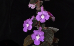 2019 Convention New World Gesneriads in Flower – Rhizomatous Class 13 Other rhizomatous gesneriads JUDGES AWARD OF MERIT