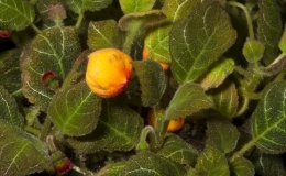 2019 Convention New World Gesneriads in Flower – Rhizomatous Class 13 Other rhizomatous gesneriads