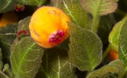2019 Convention New World Gesneriads in Flower – Rhizomatous Class 13 Other rhizomatous gesneriads