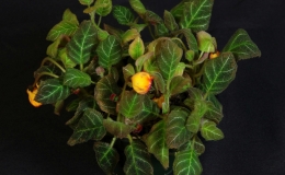2019 Convention New World Gesneriads in Flower – Rhizomatous Class 13 Other rhizomatous gesneriads
