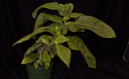 2019 Convention New World Gesneriads in Flower – Fibrous-Rooted Class 15 Columnea BEST COLUMNEA
