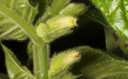 2019 Convention New World Gesneriads in Flower – Fibrous-Rooted Class 15 Columnea BEST COLUMNEA