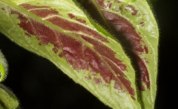2019 Convention New World Gesneriads in Flower – Fibrous-Rooted Class 15 Columnea BEST COLUMNEA