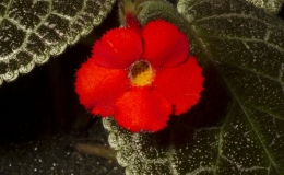 2019 Convention New World Gesneriads in Flower – Fibrous-Rooted Class 16 Episcia, Alsobia