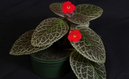 2019 Convention New World Gesneriads in Flower – Fibrous-Rooted Class 16 Episcia, Alsobia