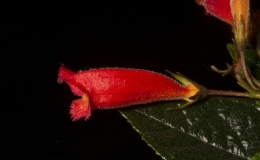 2019 Convention New World Gesneriads in Flower – Fibrous-Rooted Class 17 Gesneria, ×Rhytidoneria