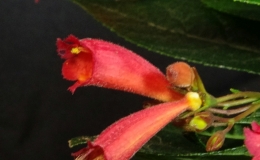 2019 Convention New World Gesneriads in Flower – Fibrous-Rooted Class 17 Gesneria, ×Rhytidoneria
